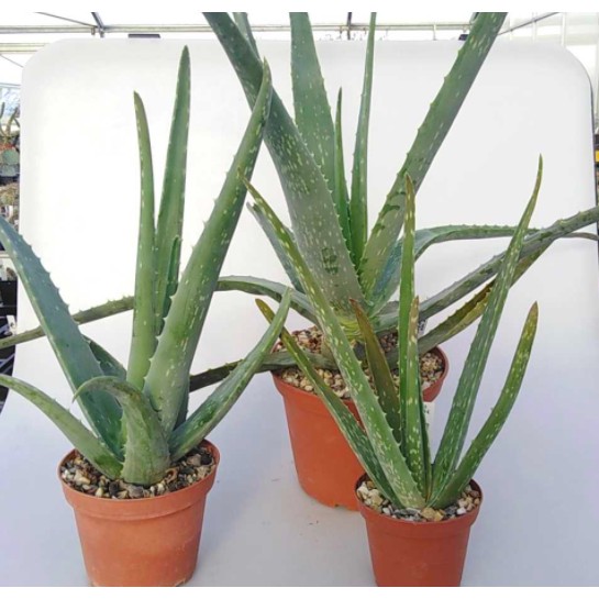 Anak Pokok Aloevera Pokok Lidah Buaya Aloe Vera Live Plants Shopee