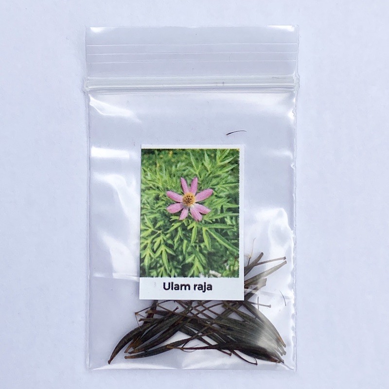 Biji benih ulam raja | Shopee Malaysia