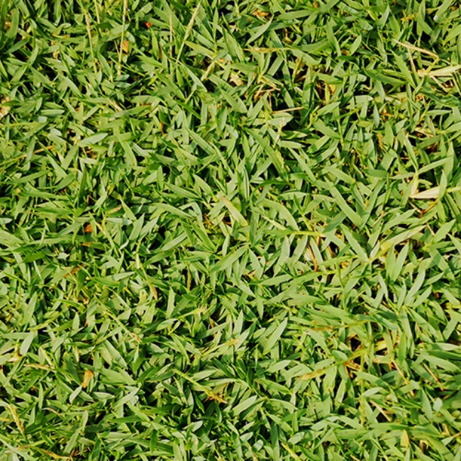 PROGREEN Premium Japanese Grass Seeds / Cow Grass / Bermuda Grass ...