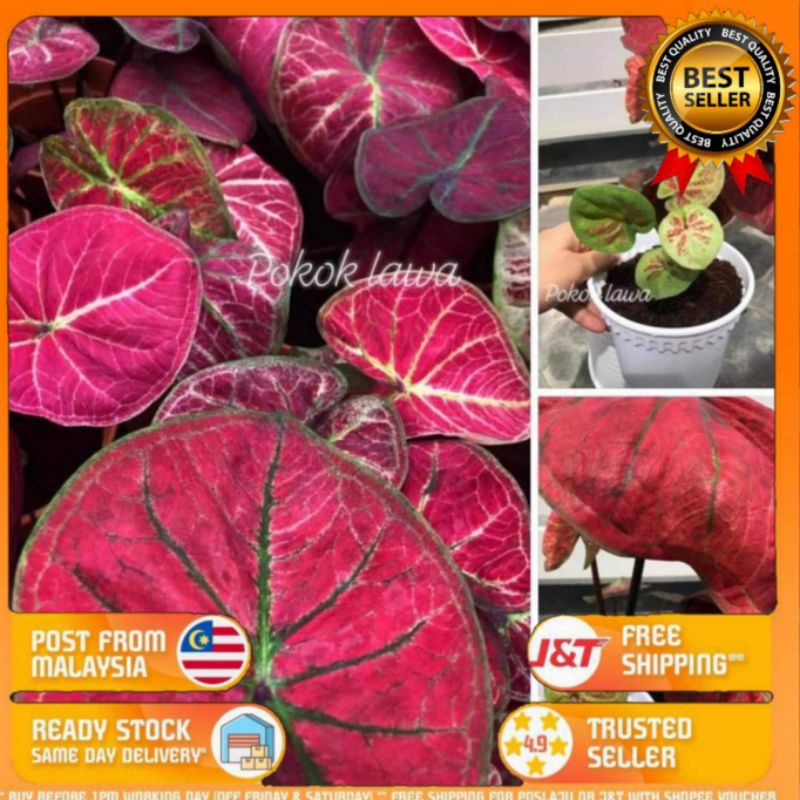 POKOK KELADI PASSION [ CALADIUM MERAH BULAT ] | Shopee Malaysia