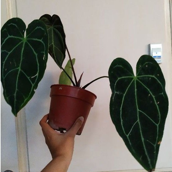 agaven samen kaufen Agave parviflora SAMEN