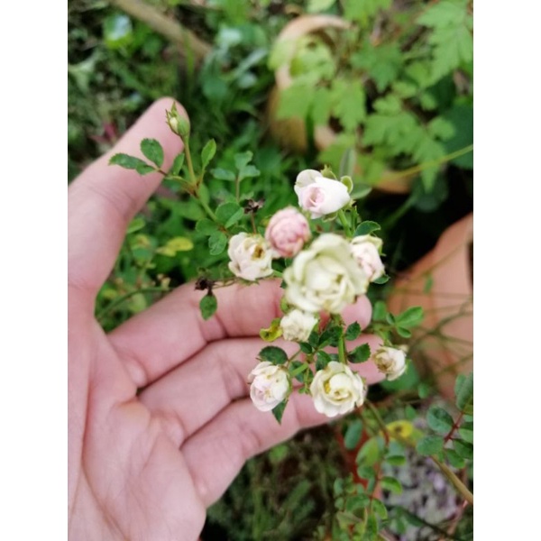 Mini white roses/Mini roses | Shopee Malaysia