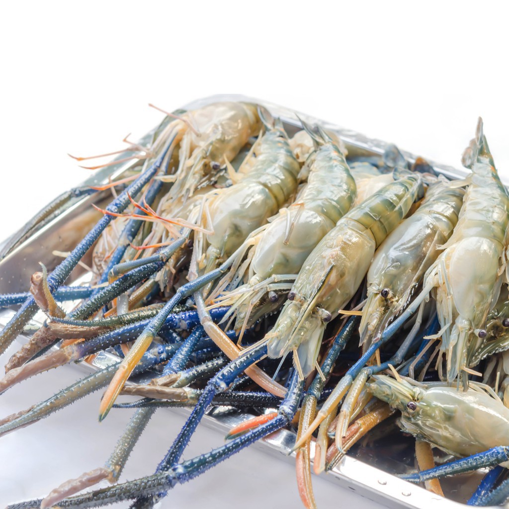 1kg ｜u10 Frozen Udang Galah Fresh Water Prawn 大头生虾 （10kg Per Ctn