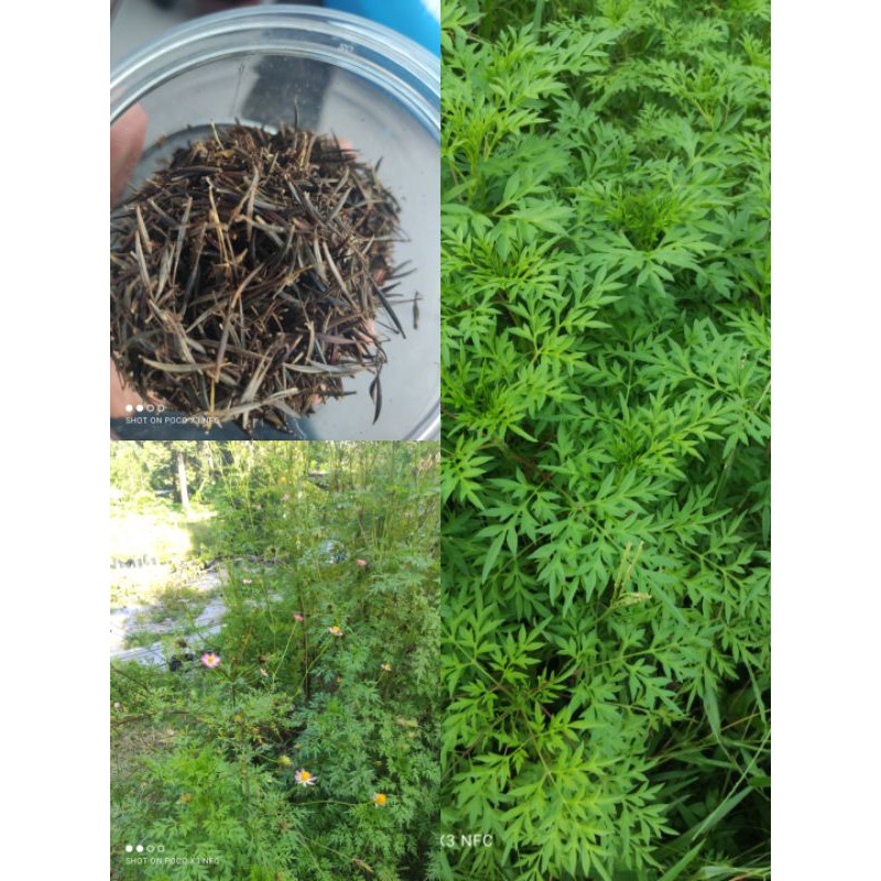 Benih Ulam Raja (50 biji++) | Shopee Malaysia