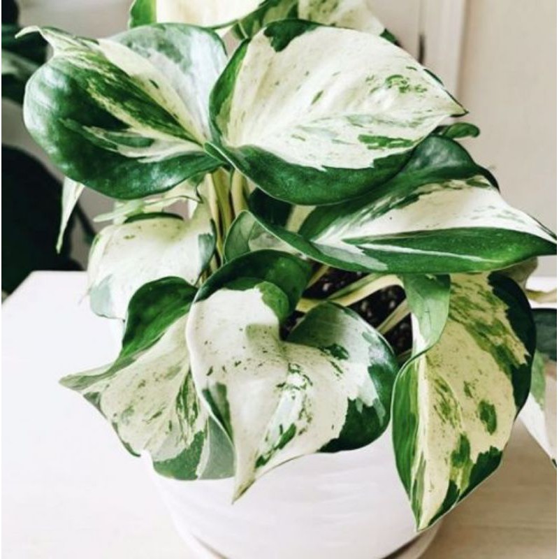 plant callisia Tradescantia Callisia 'Pink Panther'