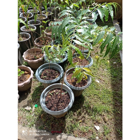 Pokok Semambu (Neem Tree) | Shopee Malaysia