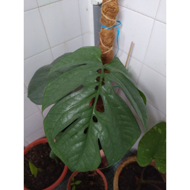 AMYDRIUM SILVER PLANT (MONSTERA SPIDERMAN) | Shopee Malaysia
