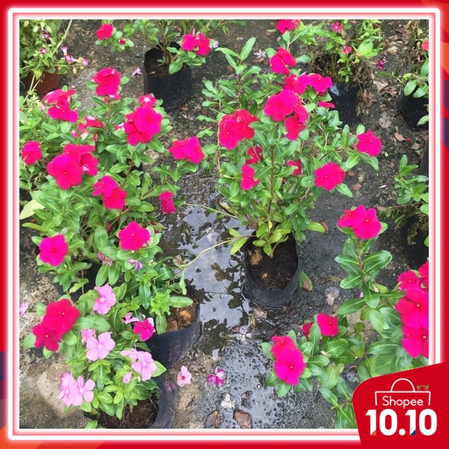 4'oclock flower in polybag chat for available stok Delivery area Seri