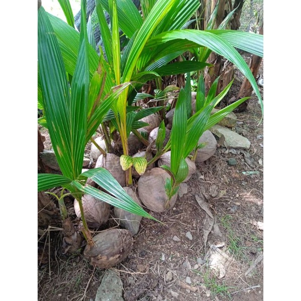 Anak Pokok Kelapa Rendah | Shopee Malaysia