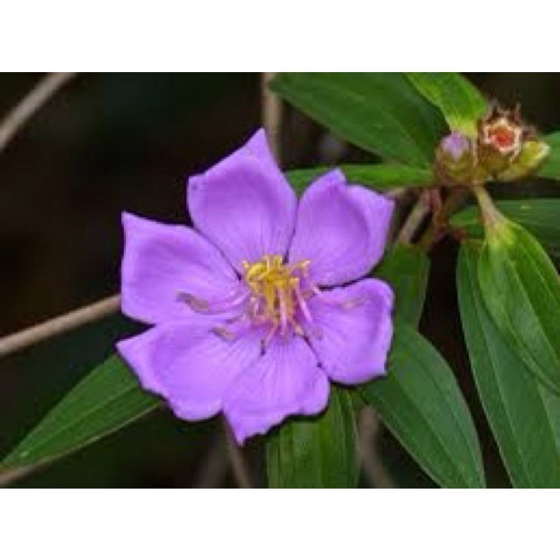 anak pokok senduduk (purple) | Shopee Malaysia