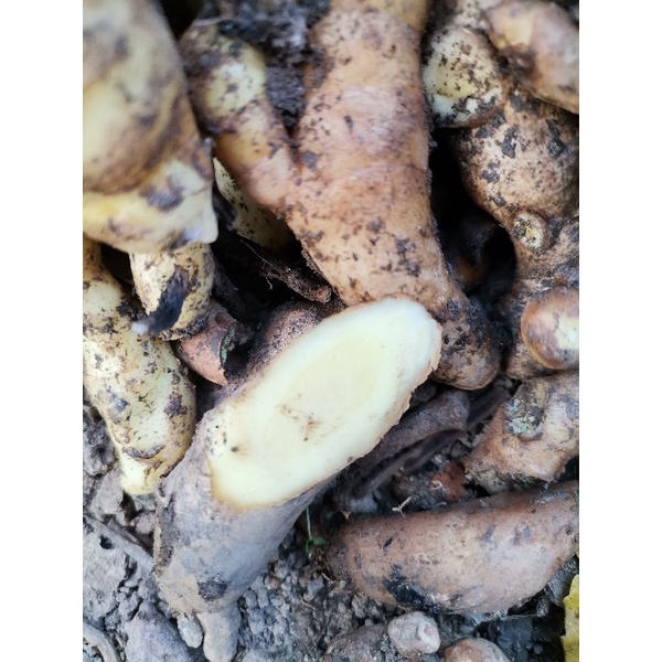 Rizom Temu Putih(Curcuma zedoaria) | Shopee Malaysia