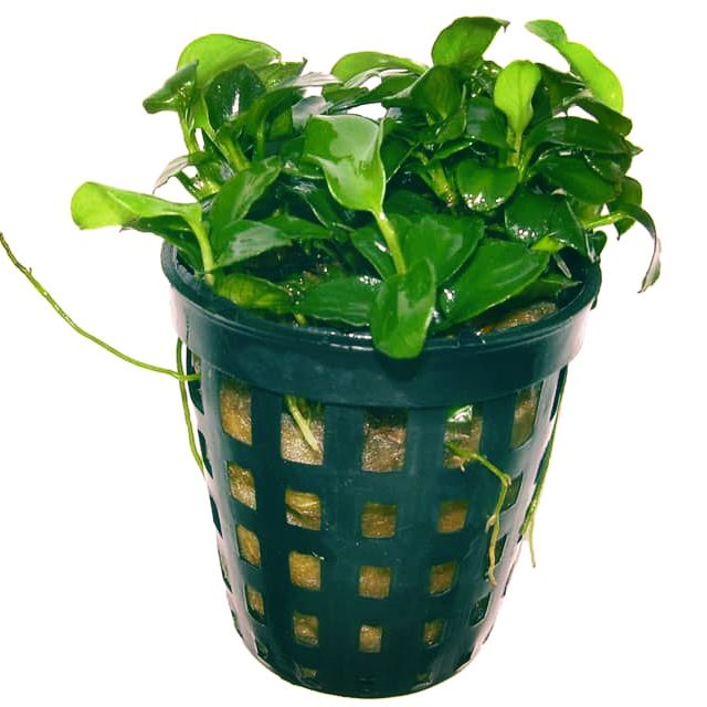 (pot form) Aquarium Plant Shrimp Fish Anubias Petite | Shopee Malaysia