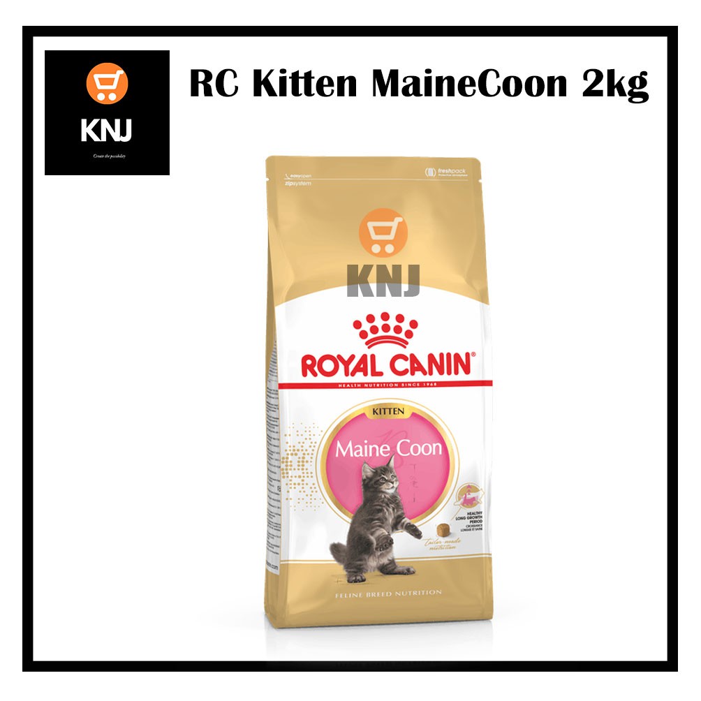 Kitten maine coon royal canin sales