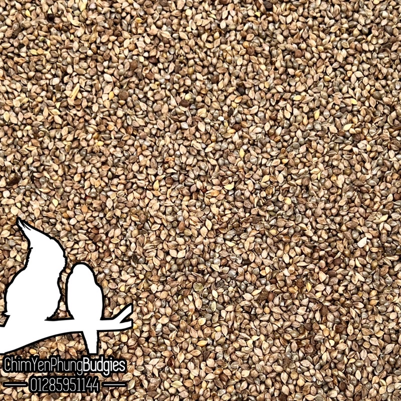 Japanese Millet / Gray Millet For Ornamental Birds • Parrots • Hamsters