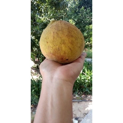 Buah Setoi BANGKOK /Buah sentol /Buah 1+ KG ( 2 -3biji berat lebih dari ...