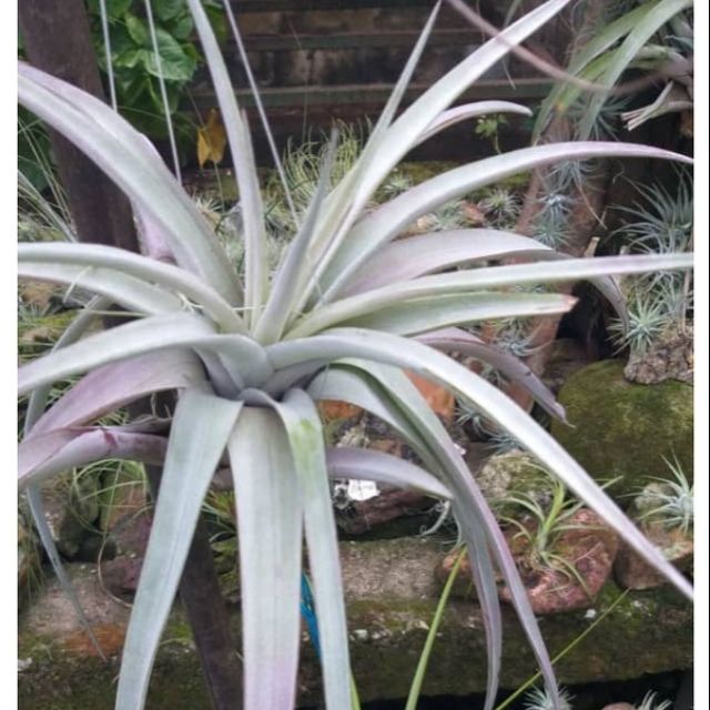 チランジア スーパースティーブ（Tillandsia 