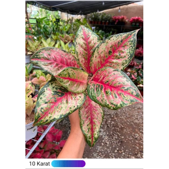 AGLAONEMA 10 CARAT/ AGLONEMA 10 KARAT | Shopee Malaysia