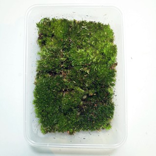 LushFloraMy - Terrarium moss/ Bun moss/ Live moss/ Lumut hidup