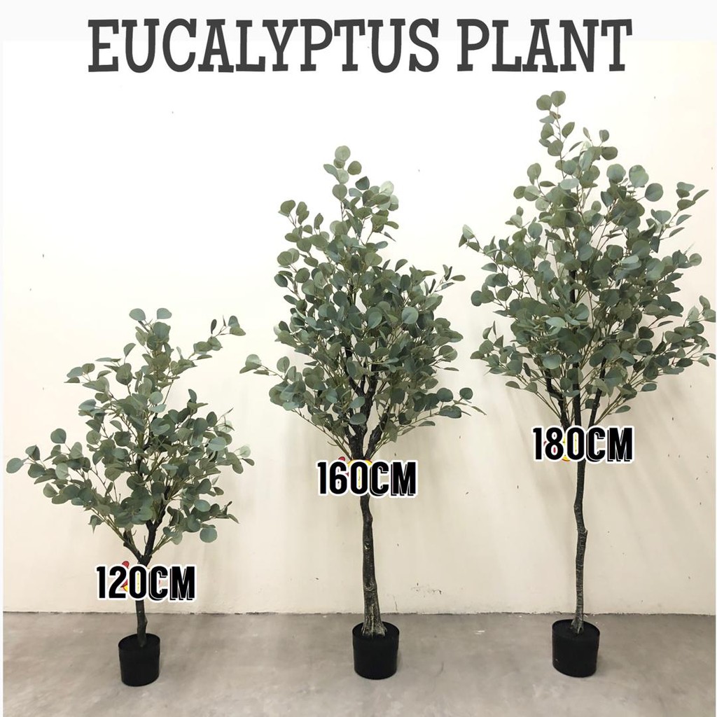 EUCALYPTUS PLANT >> Ready Stock