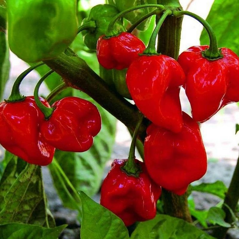 Seed Benih Cili Habanero Merah 15pcs Biji Red Habanero Chilli Seeds Hot