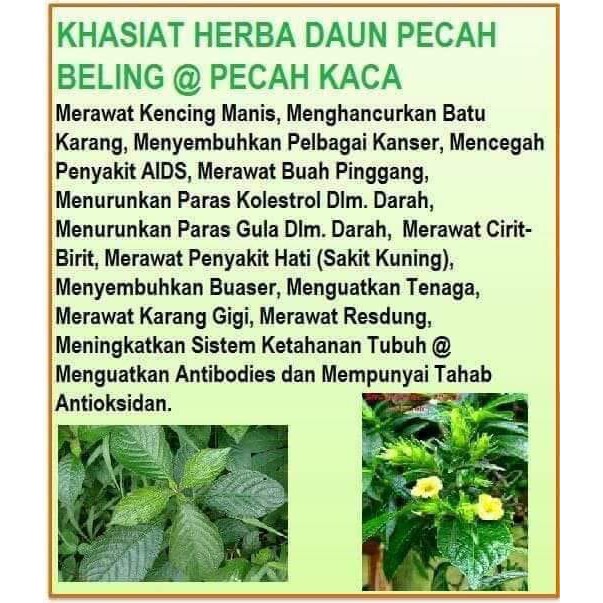 Murah2 FRESH SEGAR DAUN PECAH BELING ATAU DAUN MATA JIN / DAUN PECAH ...