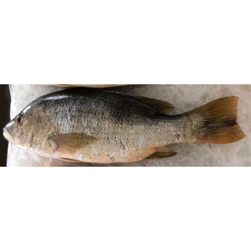 Ikan Jenahak (Golden Snapper) | Shopee Malaysia