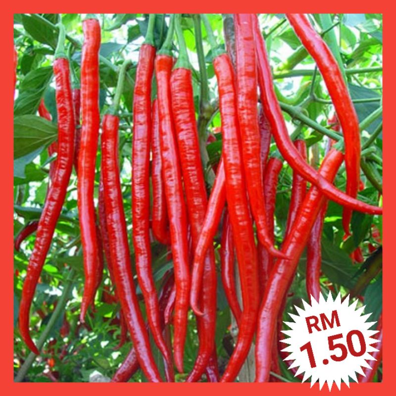 C2 Biji Benih Lada Cili Merah Panjang（60 ） Long Red Pepper Chili