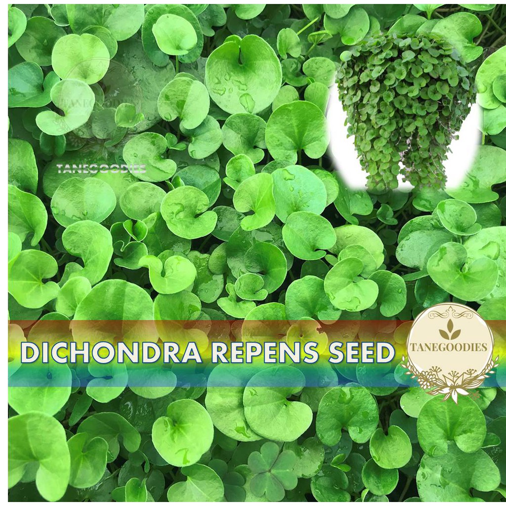 50pcs Seed Dichondra Repens Ground Cover Grassland Benih Biji Rumput