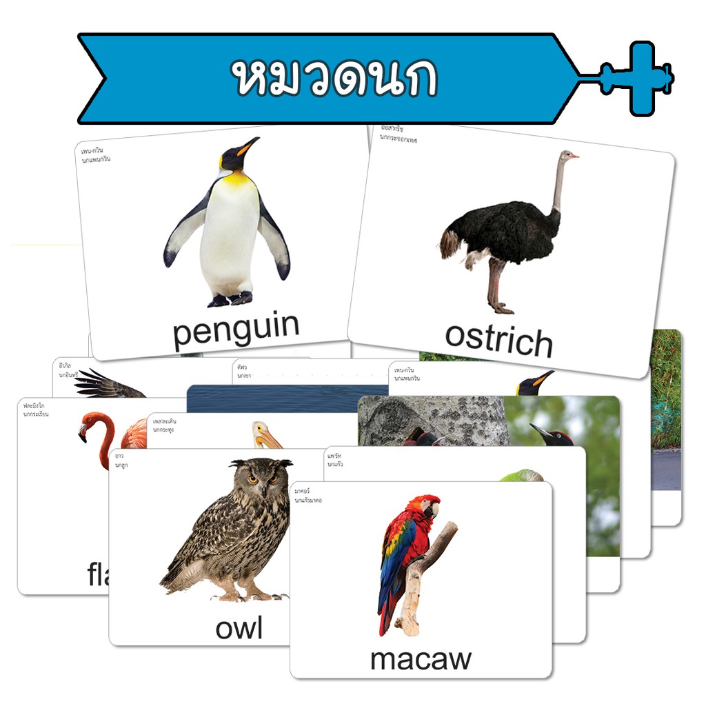 Bird Breed Flash Card Teaching Style Same As Shichida Heikuru Flashcard ...