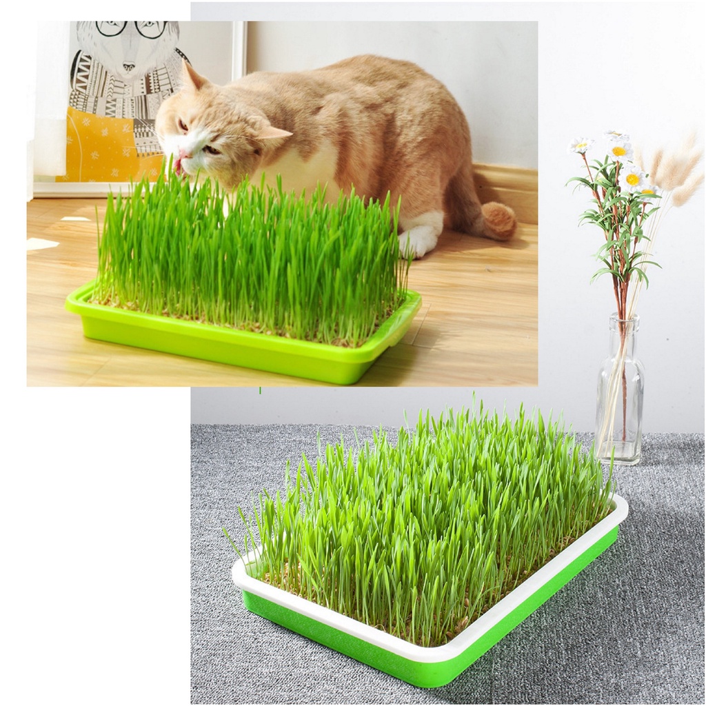 Soilless Hydroponic Cat grass /Rumput Kucing /Water cultivation