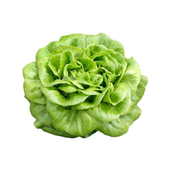 GreenBugs Urban Farm Butterhead (Pesticide Free, SGS Certified) Shopee Malaysia