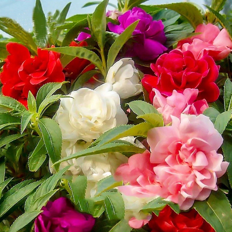 Benih Bunga Keembong pokok renek/ Mix Colour Balsam Flower Seed ...