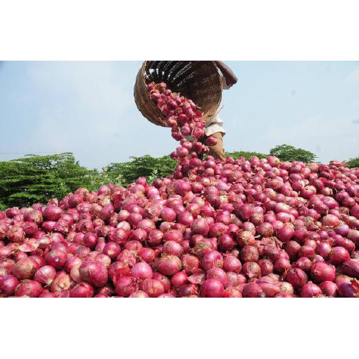 SEGUNI BAWANG MERAH KECIK + freegift rempah = (3KG ) | Shopee Malaysia