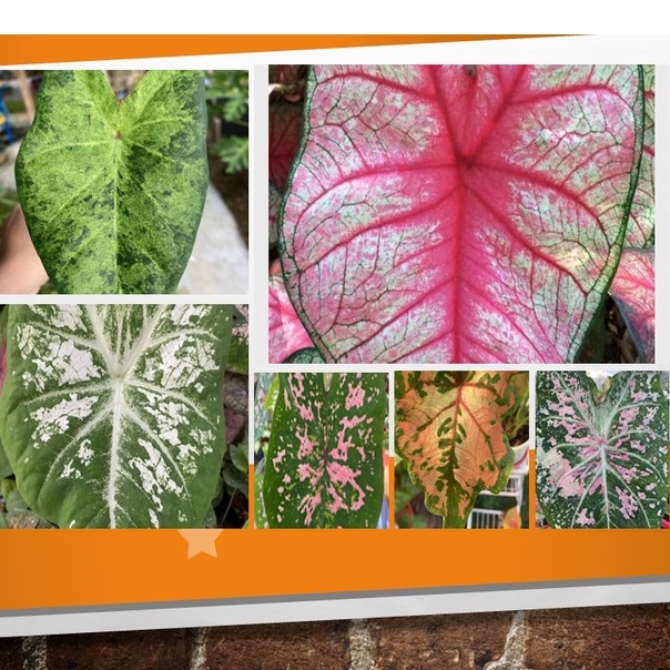 Pokok Keladi Murahcaladium Butterflycanberrysweet Heartliliputlance Wortonrosebudmirzani 4386