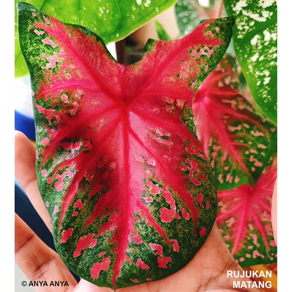 RON THONG Keladi MURAH Pokok Anak Ubi Caladium CHEAP Plant Bulb Cutting