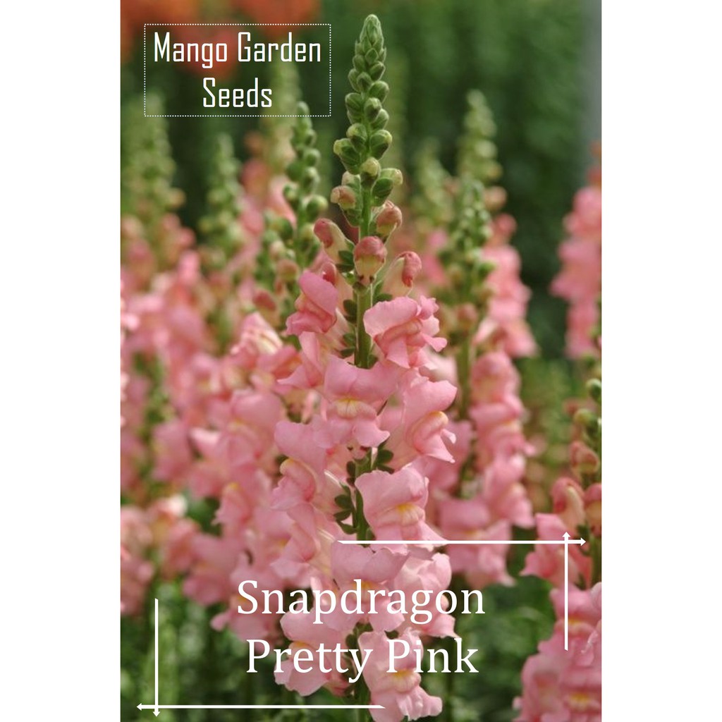 *Tall* Snapdragon Pretty Pink Flower Seeds - 100 Seed *Pot Friendly ...