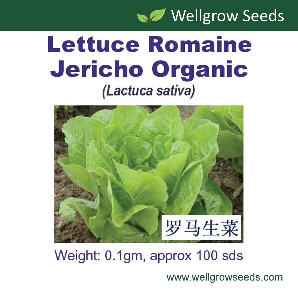 Romaine Lettuce Jericho Organic Seeds (100 sds) 罗马生菜 Biji Benih Salad Lettuce Selada Vegetable