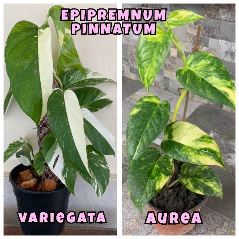Epipremnum Pinnatum Aurea Variegated -  Denmark