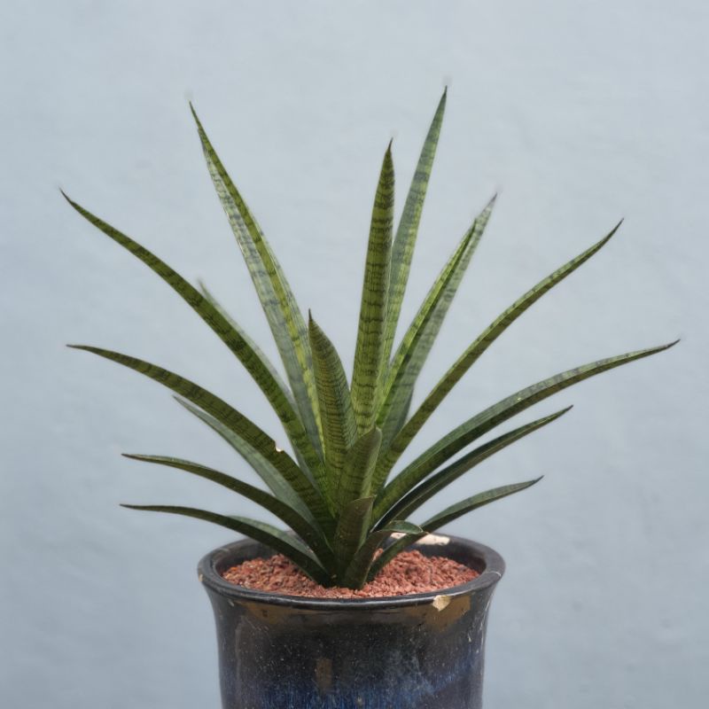 💥💥RARE💥💥Sansevieria 'Silver Steel' | Shopee Malaysia