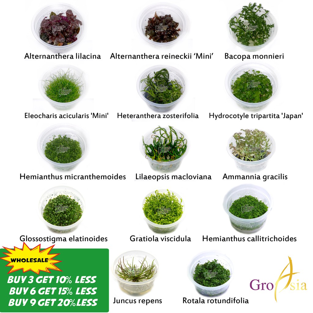 Aquatic Farmer Tissue Culture Aquatic Plant RM23 (BUY 3 GET 10% ...
