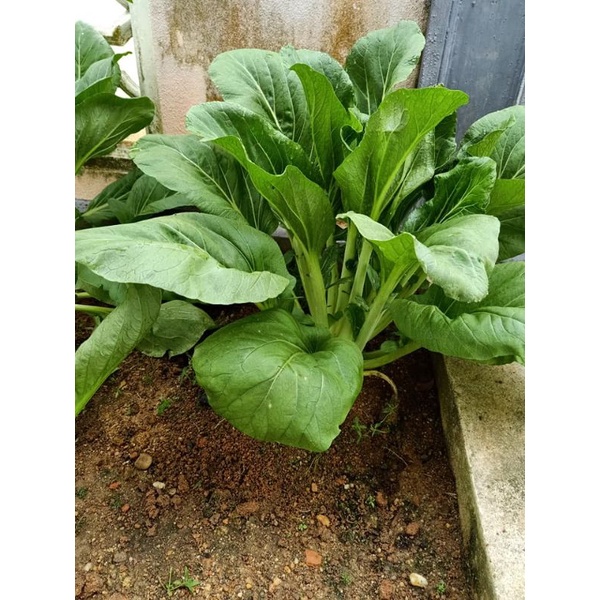 100 Biji Benih Sawi Giant Yu Choy Sum King Seeds Shopee Malaysia