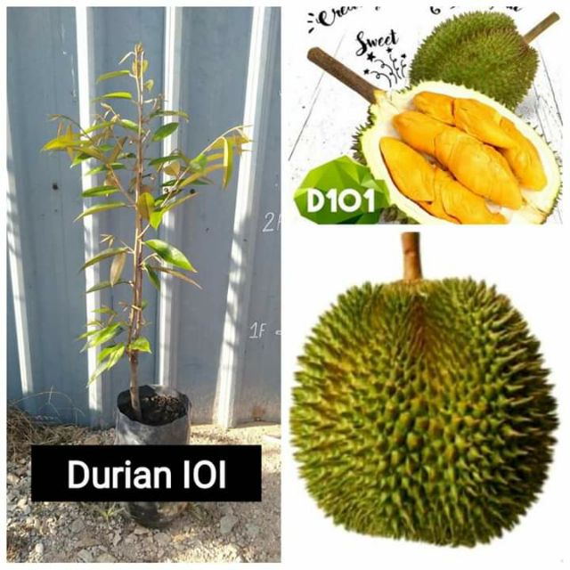 ANAK POKOK DURIAN IOI (D168) (MAS MUAR) (Kahwin) by MGL PLANT Shopee