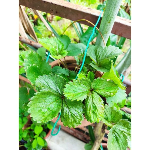 pokok strawberry tanah rendah | Shopee Malaysia