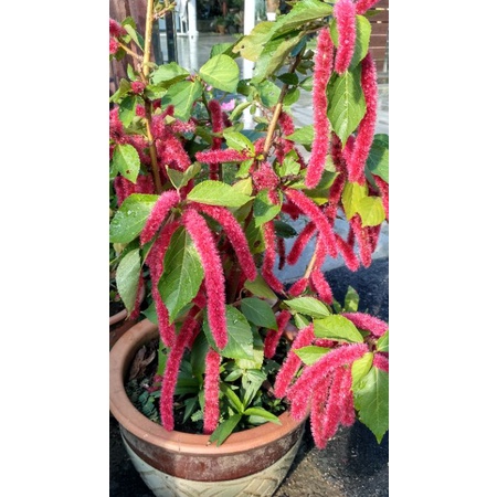 Pokok bunga ekor kucing pokok hidup | Shopee Malaysia