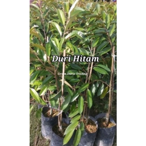 POKOK DURIAN DURI HITAM 4 KAKI APM Shopee Malaysia