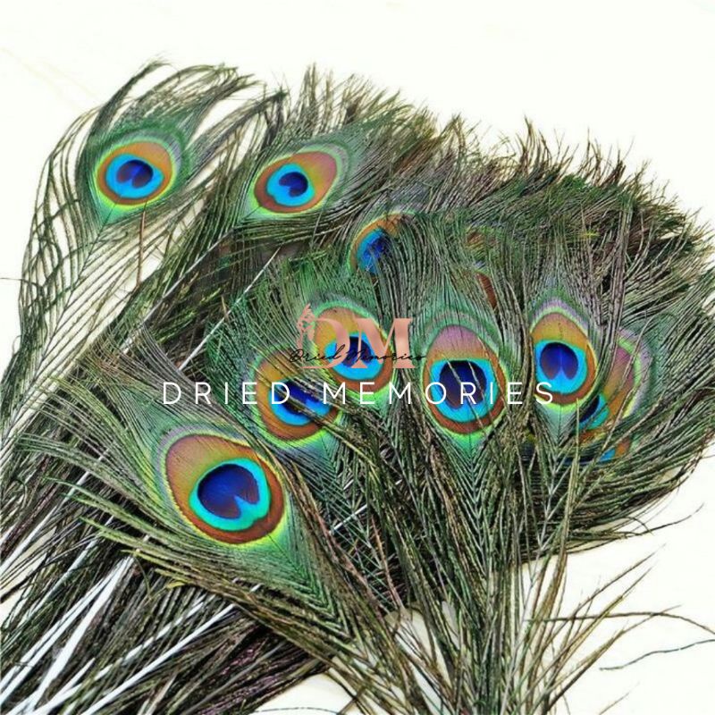 Real Peacock Feather Home Decor Cool DIY Eye Tail Feather for