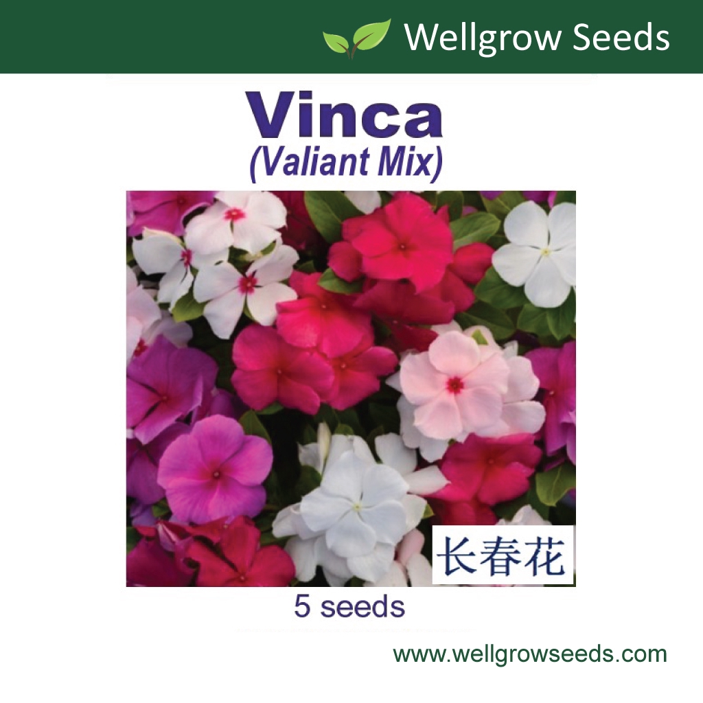 Vinca Valiant F1 Mix (5 seeds) Periwinkle Disease Resistant Benih Vinca ...