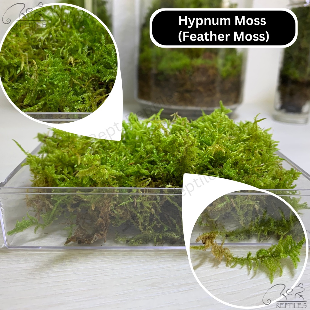 LIVE MOSS / LUMUT HIDUP / Rare Moss / Special Moss ( Terrarium / Moss