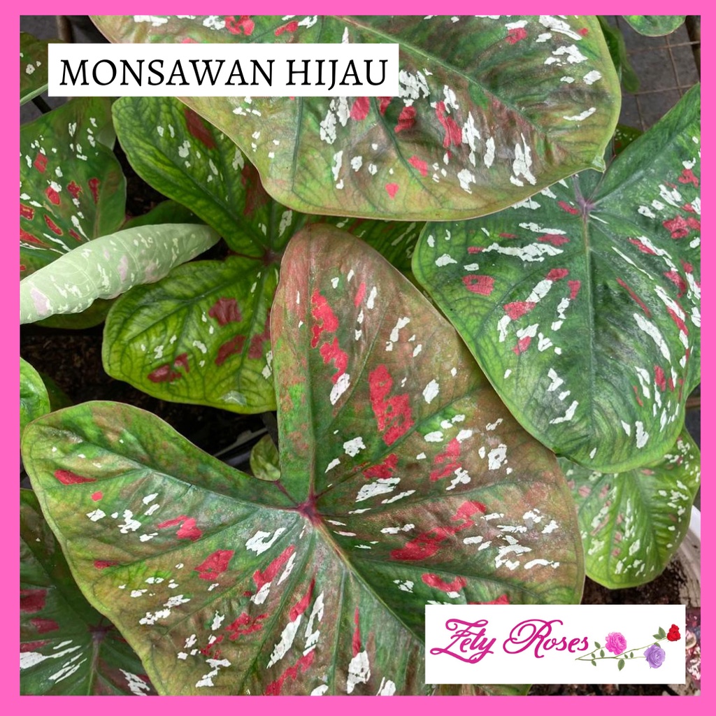 (READY STOCK) KELADI MONSAWAN HIJAU ZETY ROSES | Shopee Malaysia