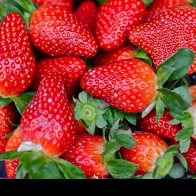 MSW Bernih Empat Musim Strawberi Four Seasons Seed Strawberry Vegetable ...
